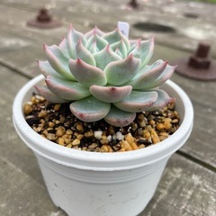 多肉植物