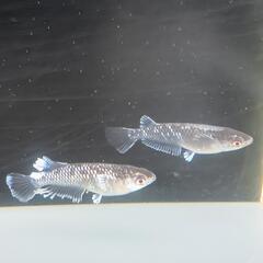 【ミッドナイトフリル体外光】 メダカ 成魚・屋外飼育【大分市手渡し】めだかの画像