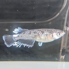 【ミッドナイトフリル体外光】 メダカ 成魚・屋外飼育【大分市手渡し】めだかの画像