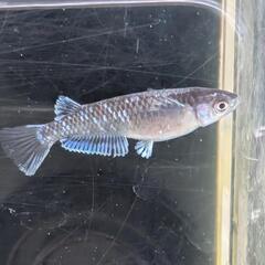 【ミッドナイトフリル体外光】 メダカ 成魚・屋外飼育【大分市手渡し】めだかの画像