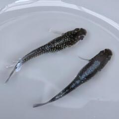 【ミッドナイトフリル体外光】 メダカ 成魚・屋外飼育【大分市手渡し】めだかの画像