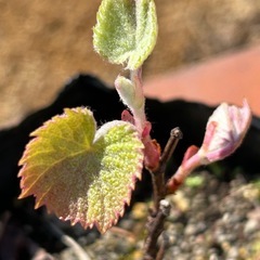 ①野葡萄　1年生　実生の画像