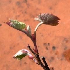 ①野葡萄　1年生　実生の画像