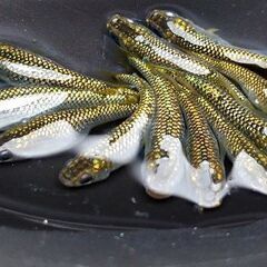 🍀メダカ🍀金平糖ゴールド10匹1500円