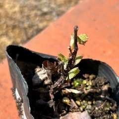 ②野葡萄　1年生　実生の画像