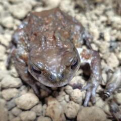 小さめ　🐸ミヤコヒキガエル🐸　両生類