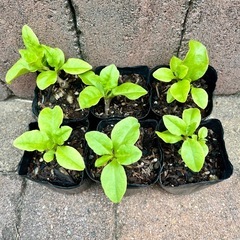 オカワカメの苗　おかわかめ 4個ポット 雲南百薬　野菜　健康野菜...