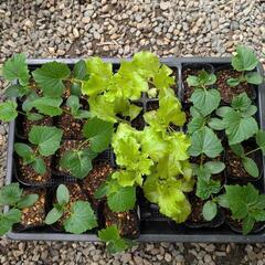 野菜苗