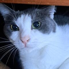 スバル  灰色&テールポイント 成猫 1歳 