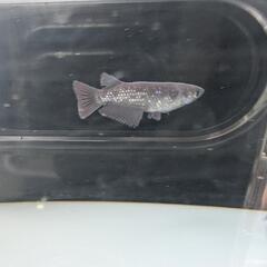 【ミッドナイトフリル漆黒】 メダカ 成魚・屋外飼育【大分市手渡し】めだかの画像