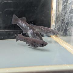 【ミッドナイトフリル漆黒】 メダカ 成魚・屋外飼育【大分市手渡し】めだかの画像