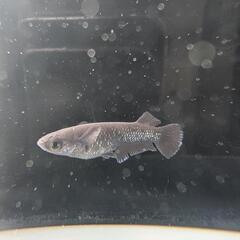 【ミッドナイトフリル漆黒】 メダカ 成魚・屋外飼育【大分市手渡し】めだかの画像