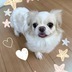 ランキングキーワードに紐づく投稿画像-子犬