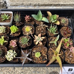 多肉植物(サボテン)の仔株24種類セット　B
の画像