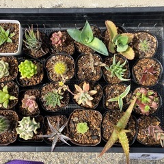 多肉植物(サボテン)の仔株24種類セット　B
の画像