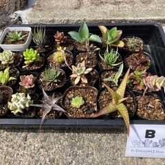 多肉植物(サボテン)の仔株24種類セット　B
