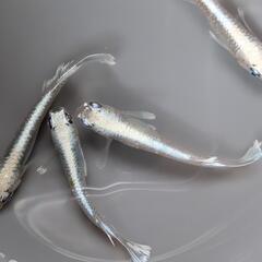 【白幹之】 メダカ 2ペア（計4匹）成魚・屋外飼育【大分市手渡し...
