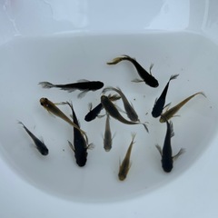 サタン　メダカ　成魚　【画像個体】