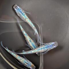 【サファイア】メダカ 2ペア（計4匹）成魚・屋外飼育【大分市手渡...