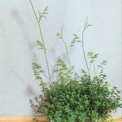 【お話し中】オルレア　クリーピングタイム　苗　植物