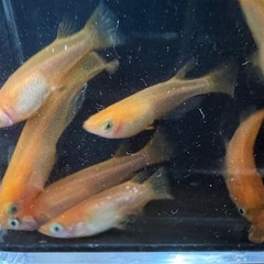 めだか【紅帝】
の画像