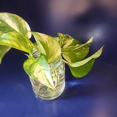 観葉植物  ポトス