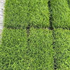 コシヒカリ　稲苗