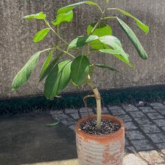 80cm フィカス ベンガレンシス　お譲りします♪（5/11植え...