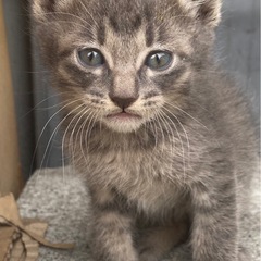 仔猫