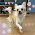 ランキングキーワードに紐づく投稿画像-子犬