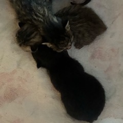子猫　お話し中