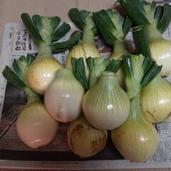 （間もなく終了）玉ねぎ