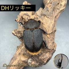 【新成虫】 DHリッキー♀単75.2mm 親165mm ※送料事...