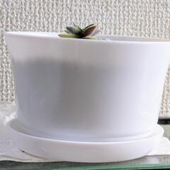 多肉植物の画像