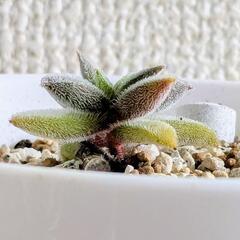 多肉植物の画像