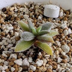 多肉植物