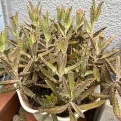 【多肉植物】