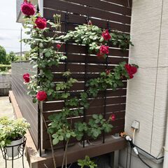 薔薇苗　つる薔薇　デヴィッドオースチン　イングリッシュローズ　赤バラ