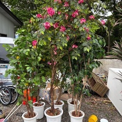 造花の観葉植物の画像