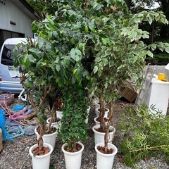 造花の観葉植物の画像