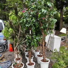 造花の観葉植物の画像
