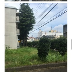 伐採、草刈、剪定、防草シートお任せ下さい‼︎お見積り無料‼️