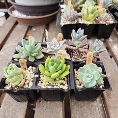 (お話し中)多肉植物６種類５月