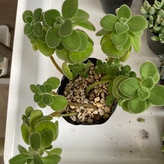 アロマティカス　植物