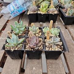 (お話し中)多肉植物６種類５月300