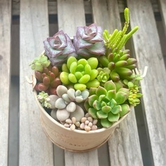 多肉植物の寄せ植え