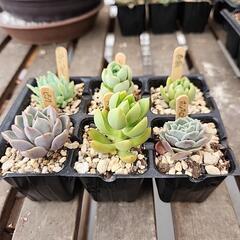 (お話し中)多肉植物６種類5月300