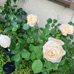 鉢植えのバラ③の画像