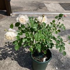 鉢植えのバラ③の画像