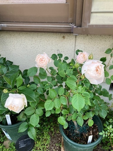 鉢植えのバラ③